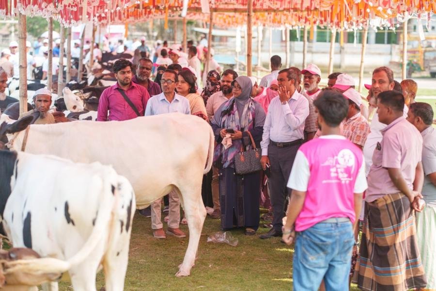 Farmers viewing cattle at a progeny show