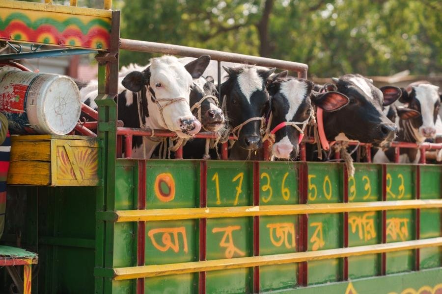 Numbered cattle entries at a progeny competition